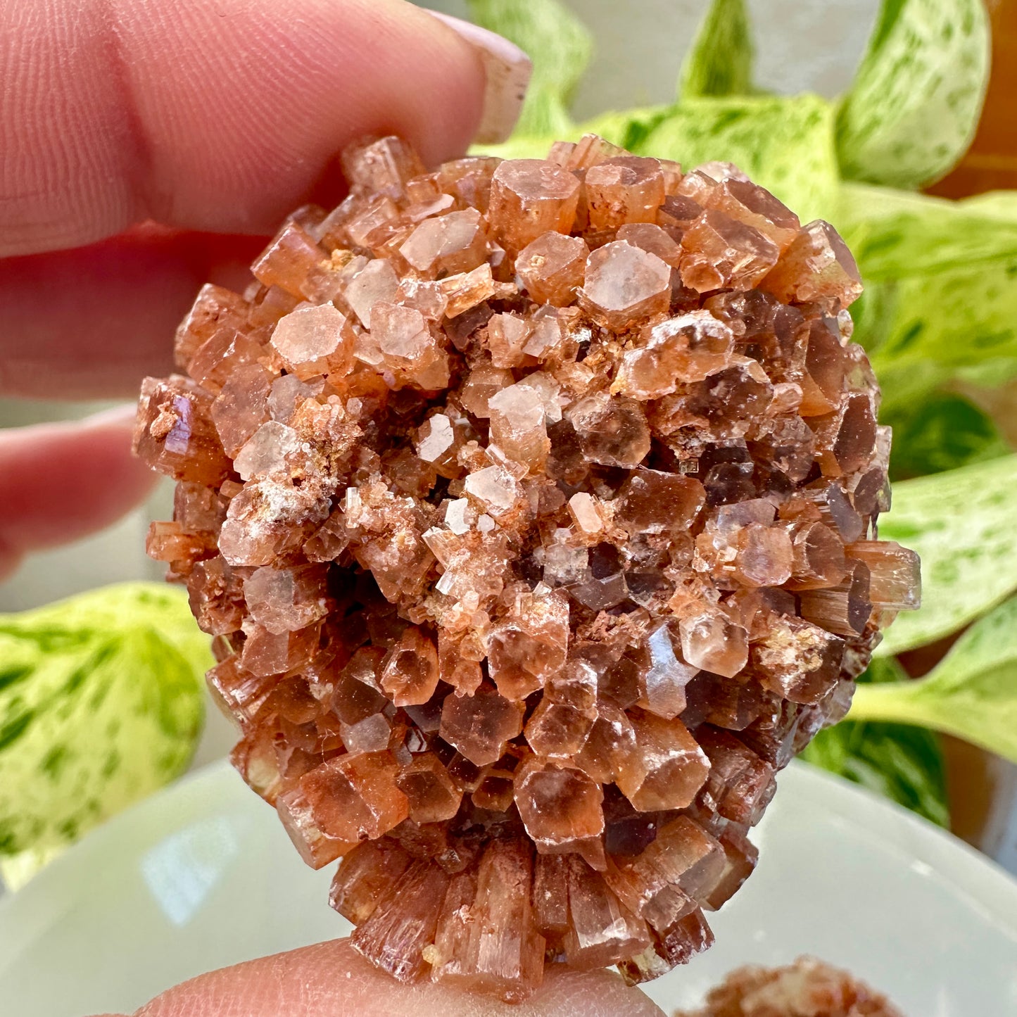Aragonite Star Cluster