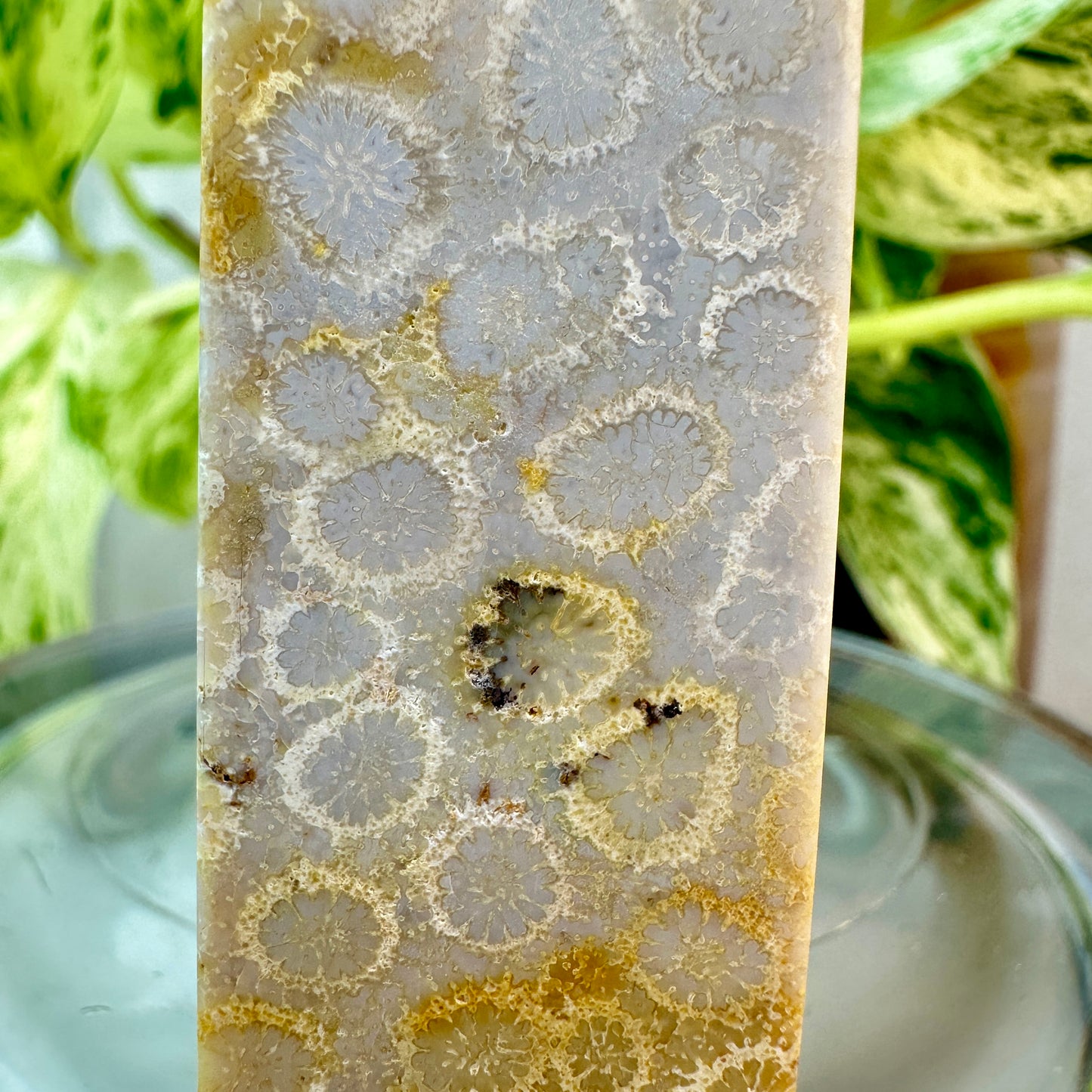 Coral Jasper Tower — 2.8 inch
Grounding | Vitality | Earth Connection