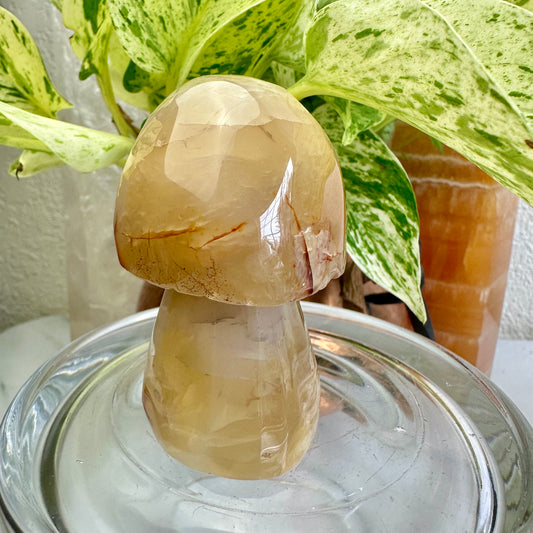 Agate Musbroom - 3 inch, 8oz