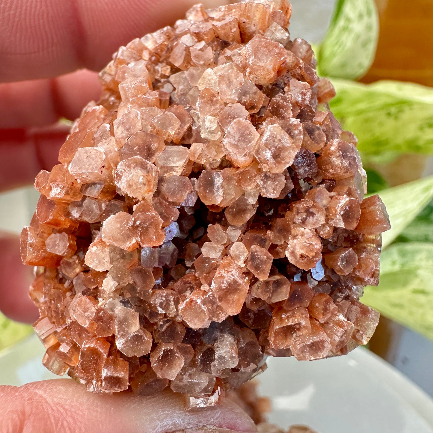 Aragonite Star Cluster