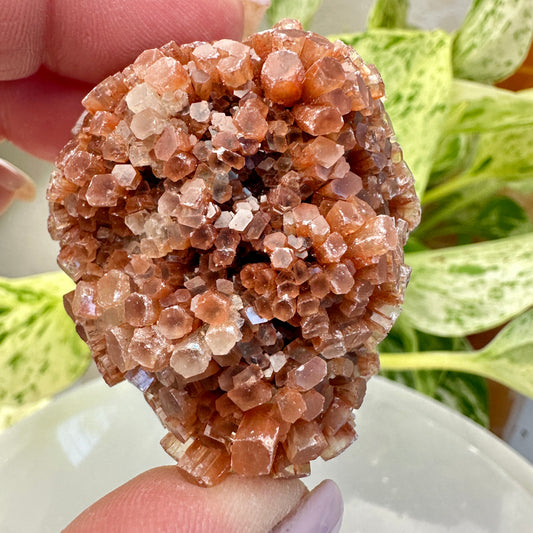 Aragonite Star Cluster