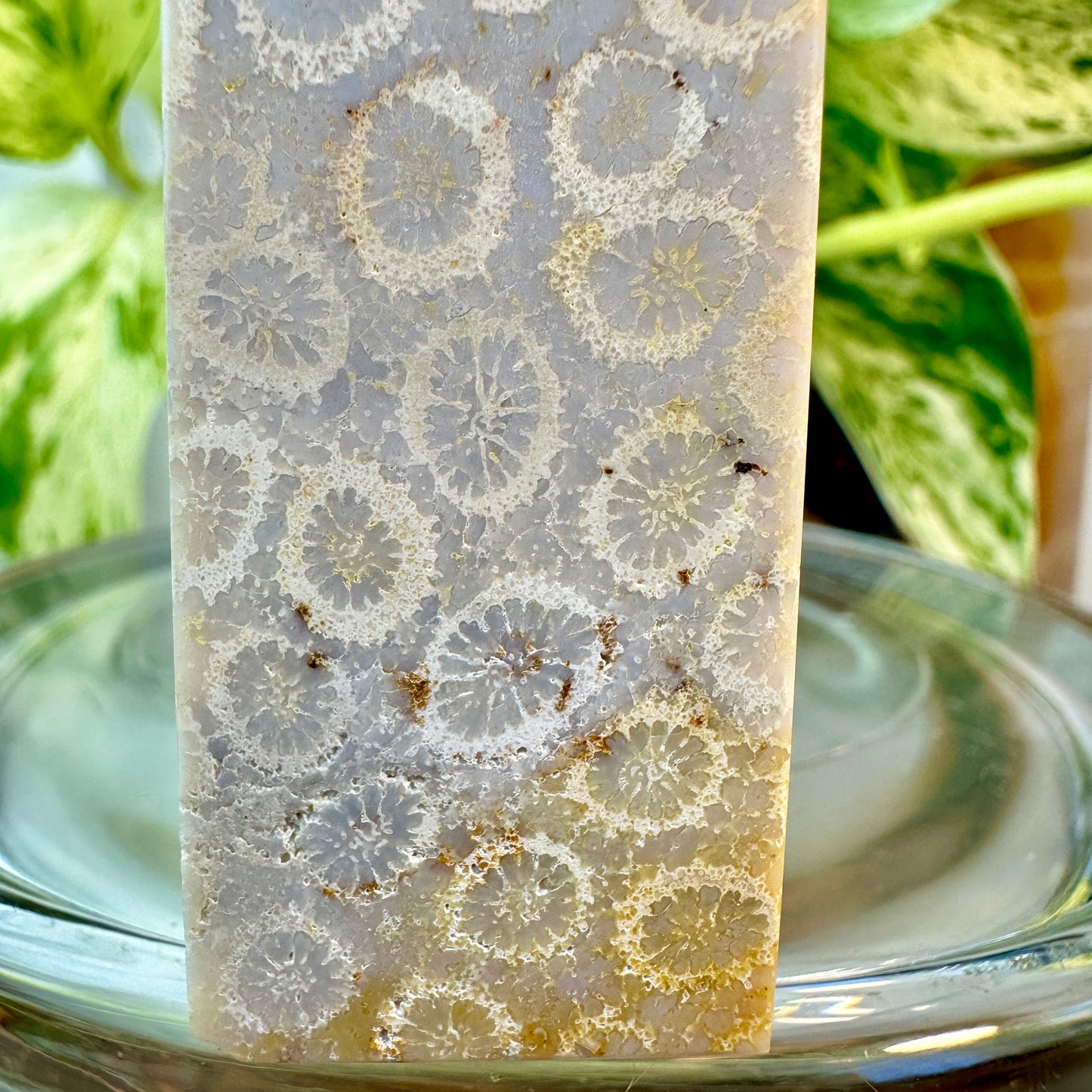 Coral Jasper Tower — 2.8 inch
Grounding | Vitality | Earth Connection