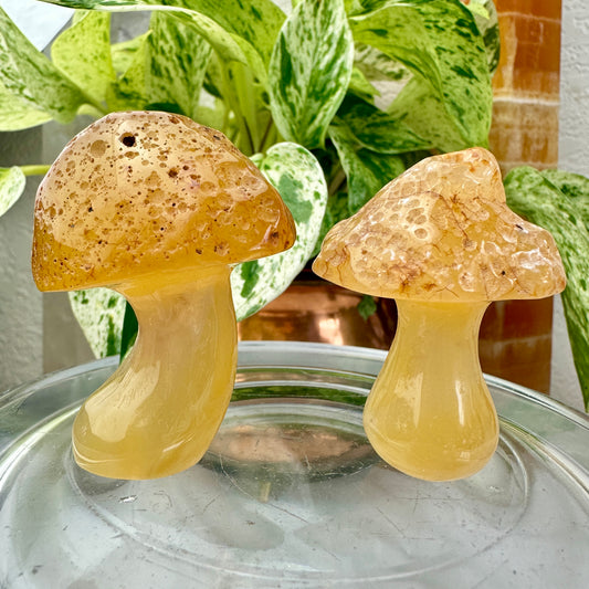 Golden Agate Mushroom Duo — Earth Energy for Cottagecore Souls 🍄