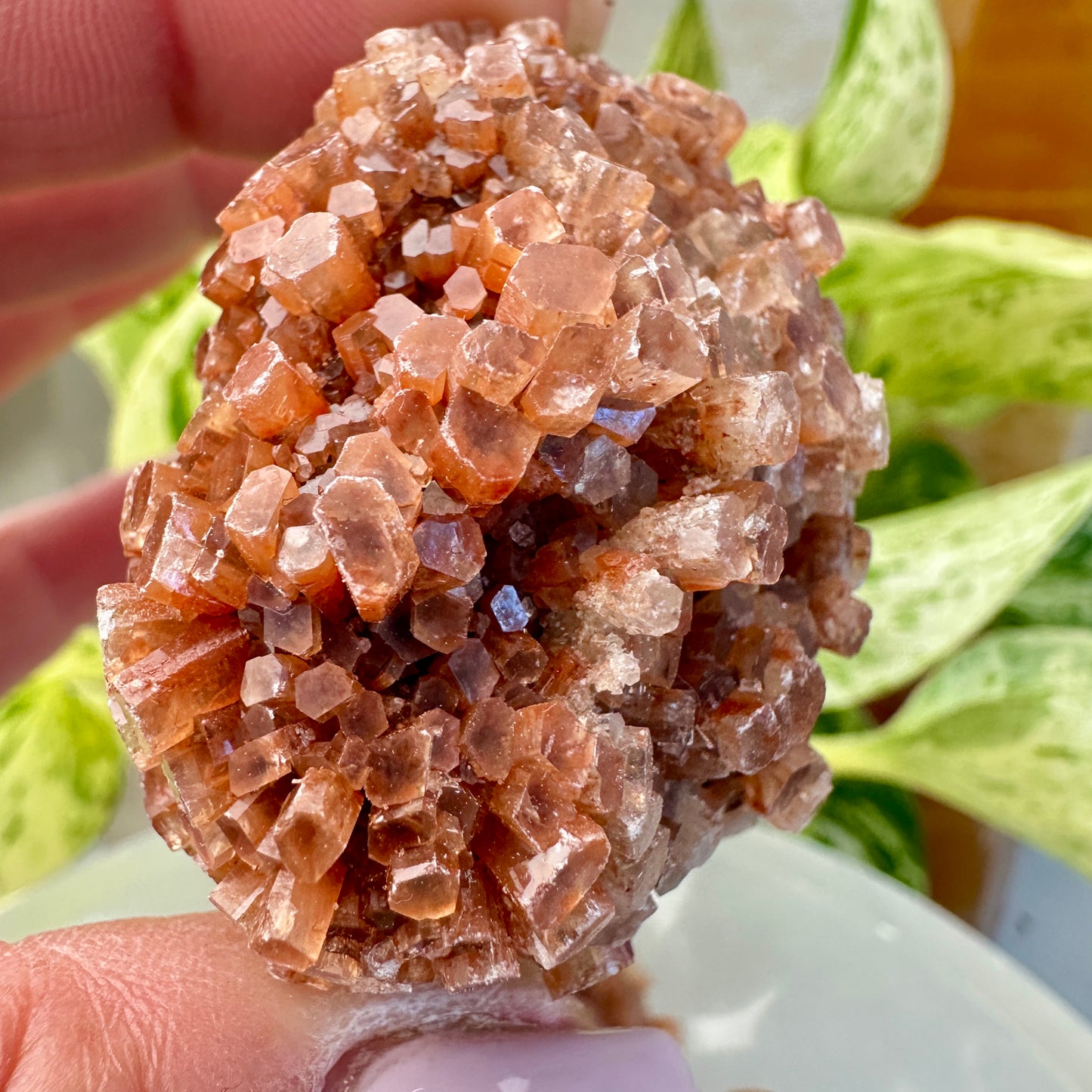 Aragonite Star Cluster
