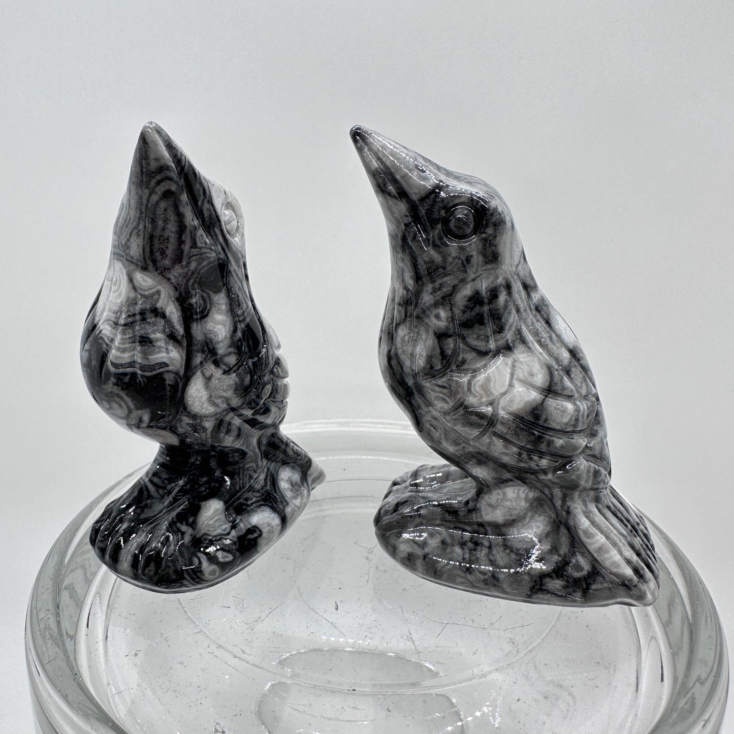 Criniod Fossil Baby Crow