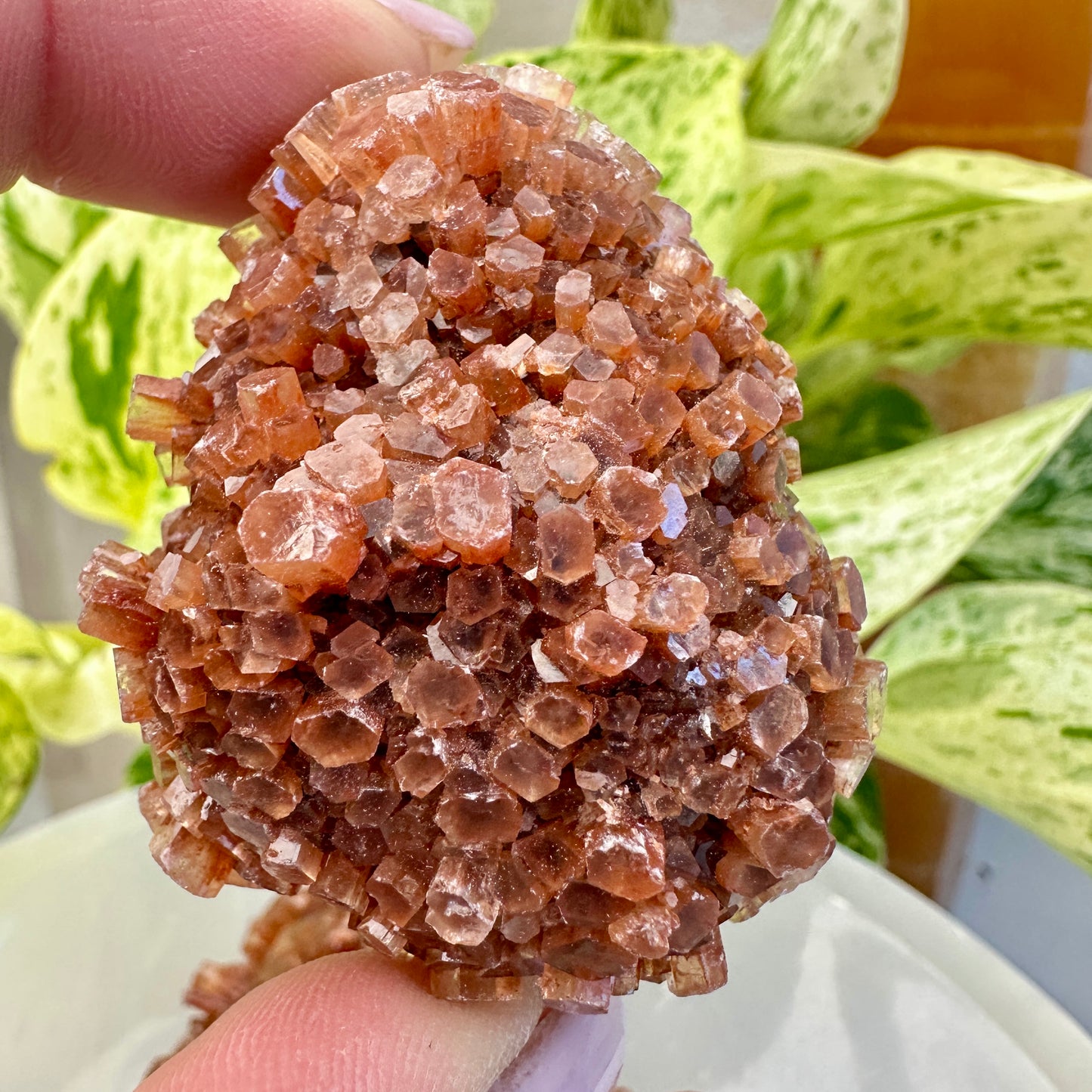 Aragonite Star Cluster
