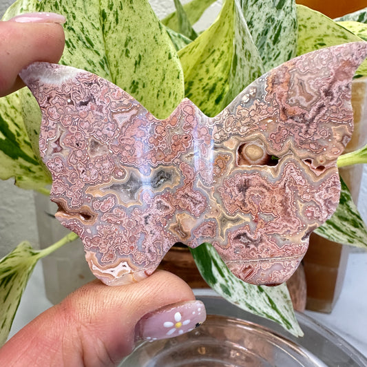 Crazy Lace Agate Butterfly