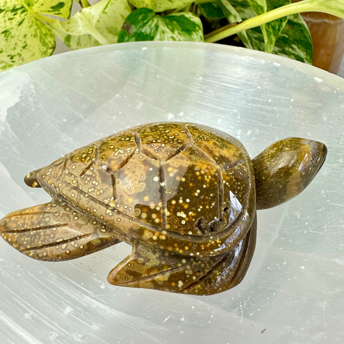 Orbicular Jasper Sea Turtle — 3.4 inch
Patience | Protection | Emotional Flow