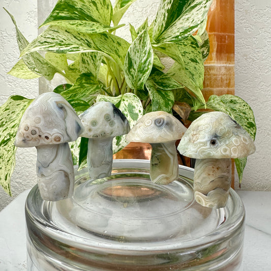 Gobi Agate Forest Mushrooms — Grounding Wisdom in Cream & Sage Tones 🍃🍄