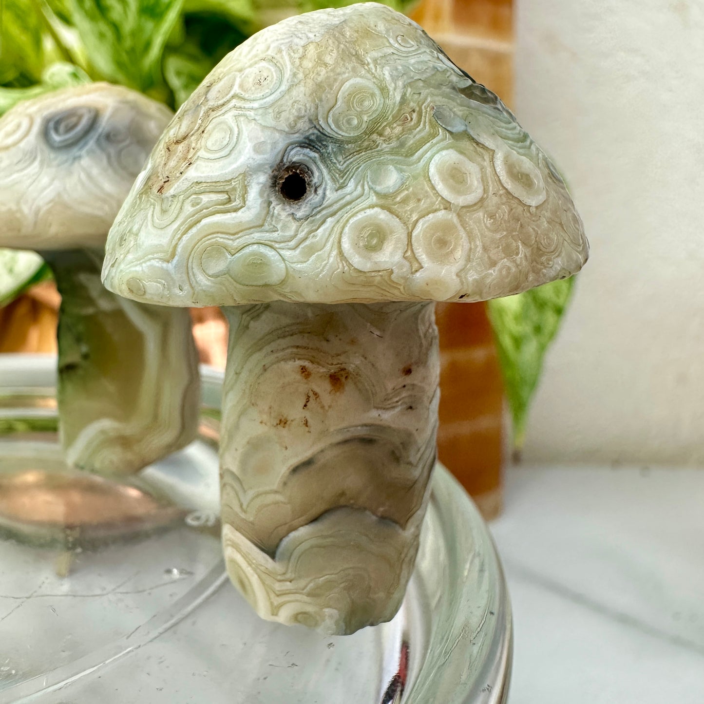 Gobi Agate Forest Mushrooms — Grounding Wisdom in Cream & Sage Tones 🍃🍄