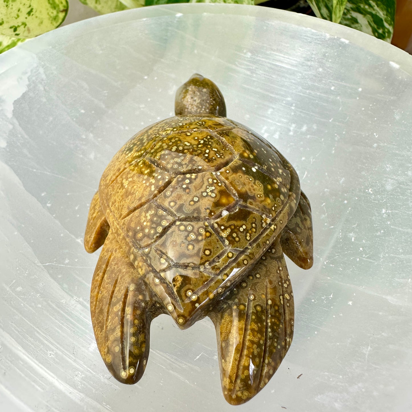 Orbicular Jasper Sea Turtle — 3.4 inch
Patience | Protection | Emotional Flow