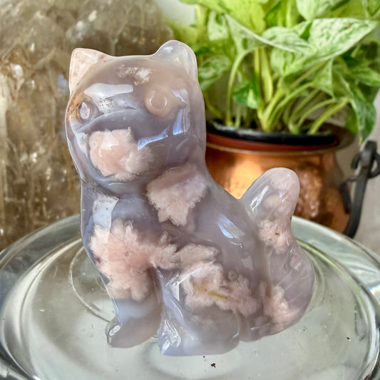 Polished Flower Agate Cat