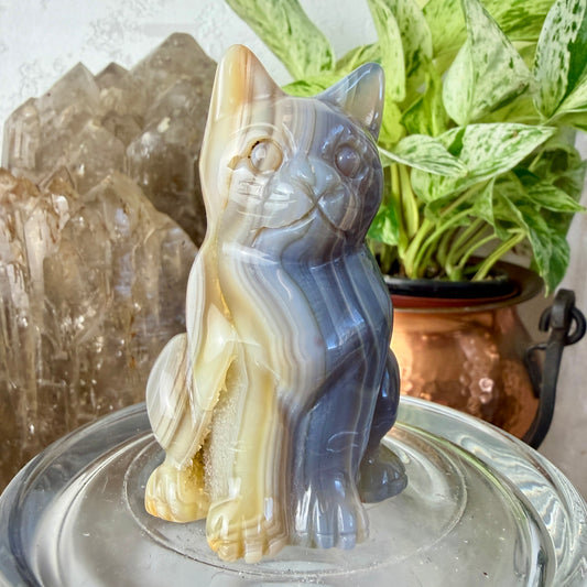 Polished Agate Cats