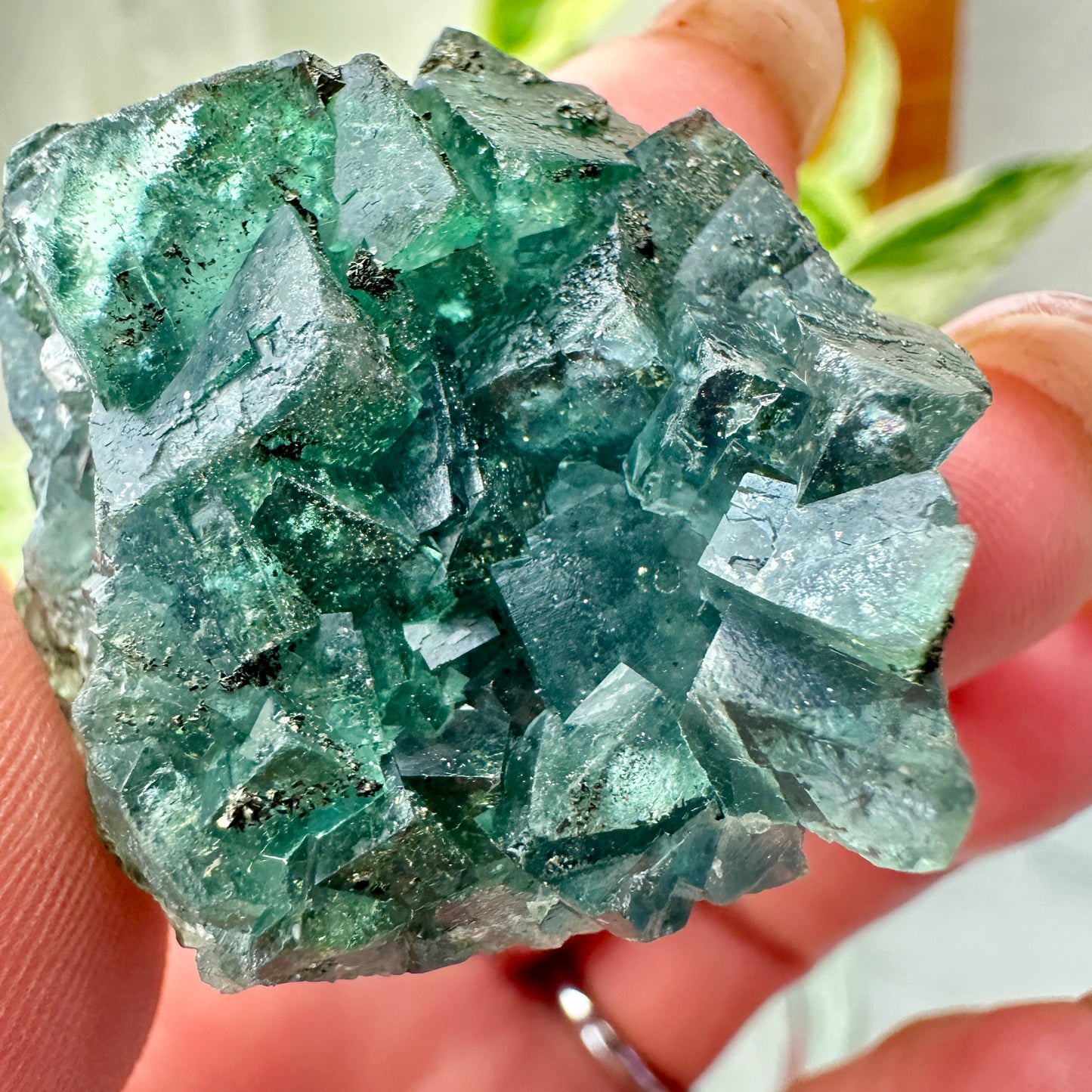Cubic Blue-Green Fluorite with Natural Pyrite Specimens — Energetic Alchemy in Crystal Form