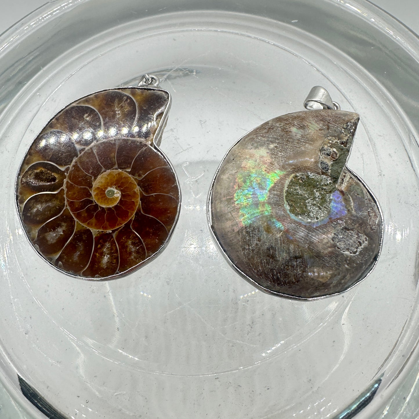 Ammonite Pair Pendants