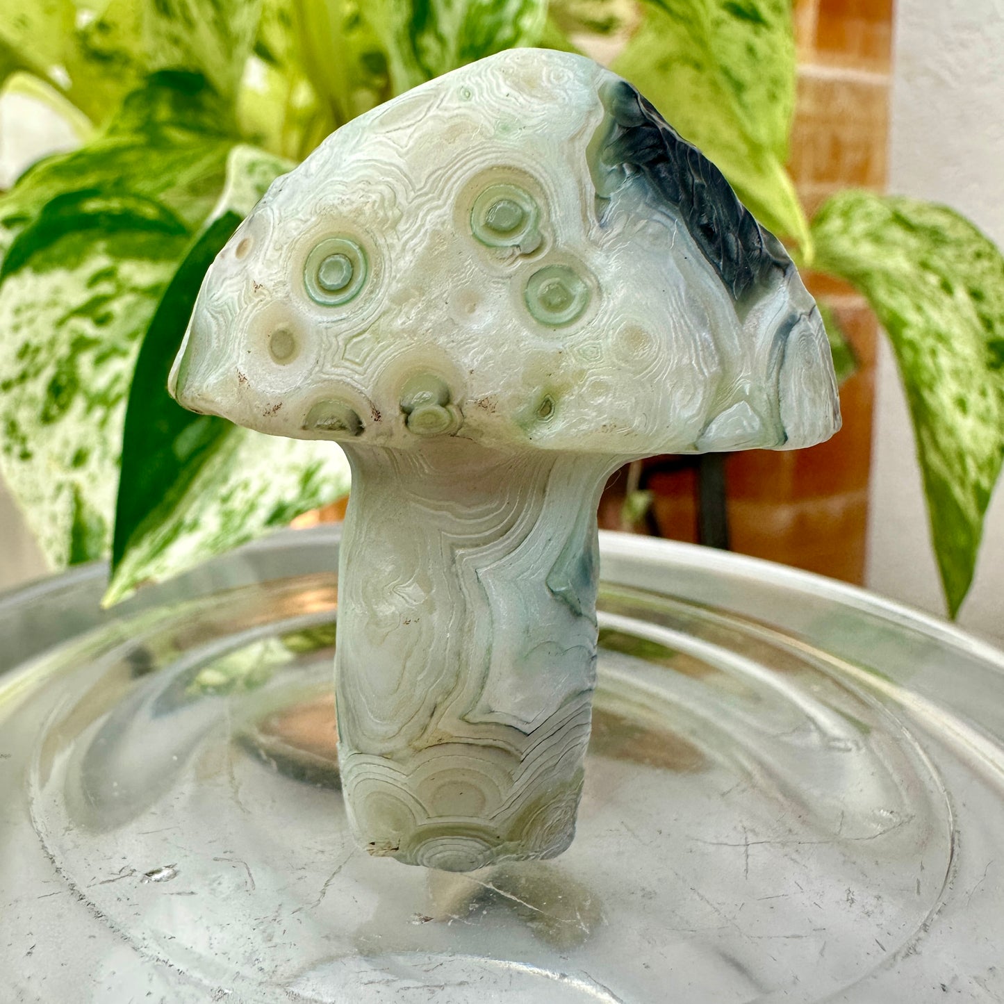 Gobi Agate Forest Mushrooms — Grounding Wisdom in Cream & Sage Tones 🍃🍄