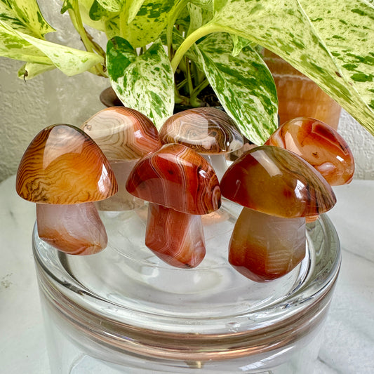 Sardonyx Mushrooms - Katie's Mystic Crystals