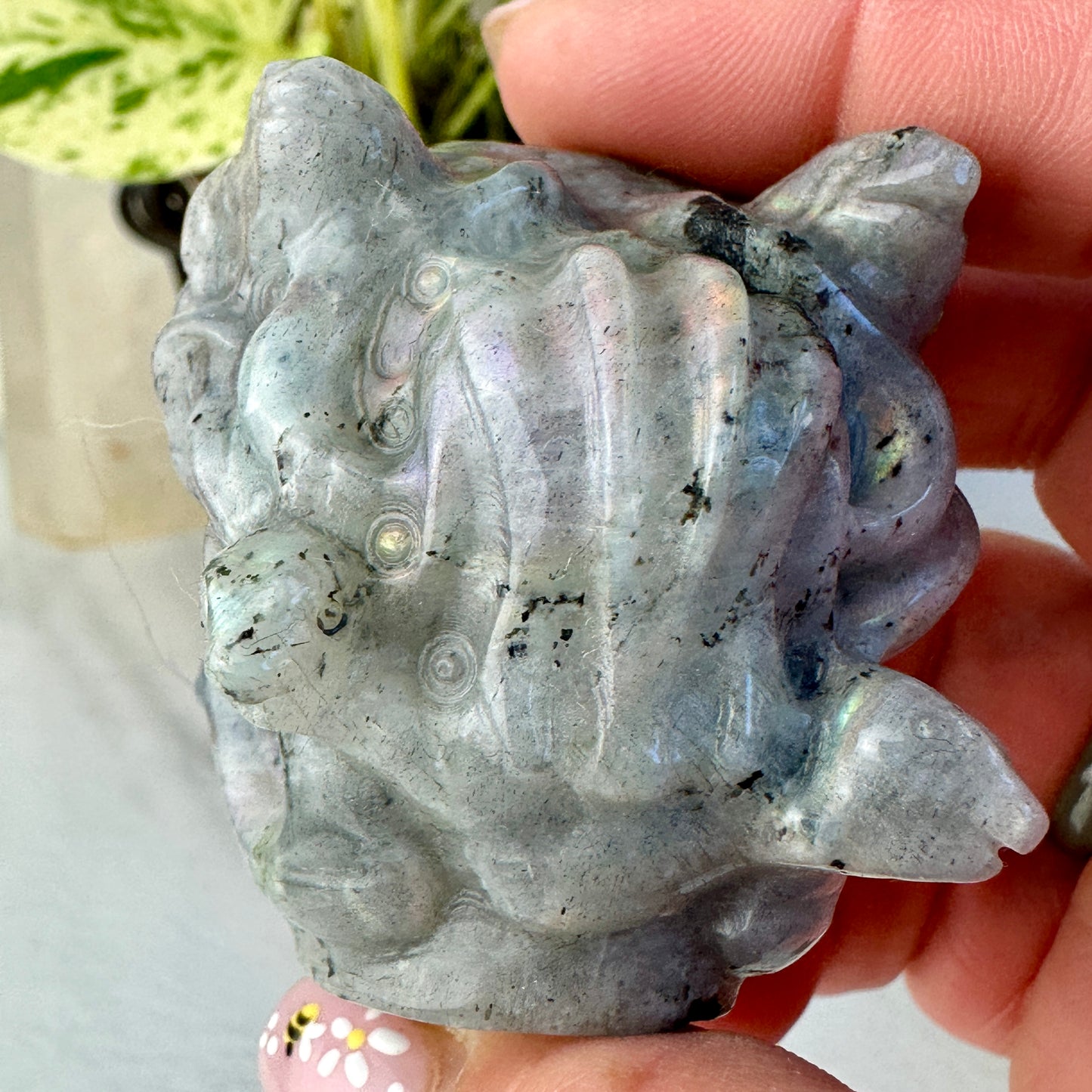 Labradorite Medusa