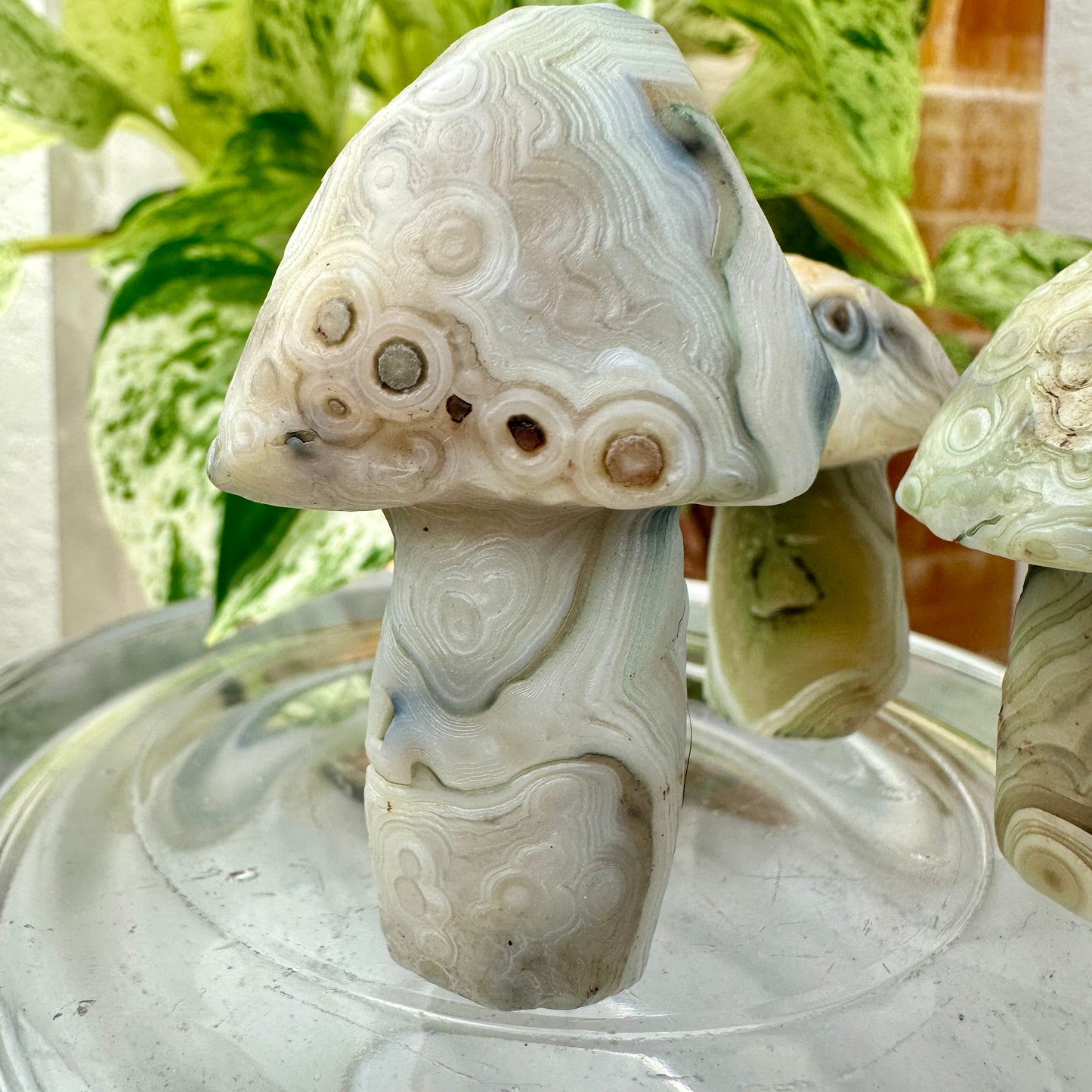 Gobi Agate Forest Mushrooms — Grounding Wisdom in Cream & Sage Tones 🍃🍄
