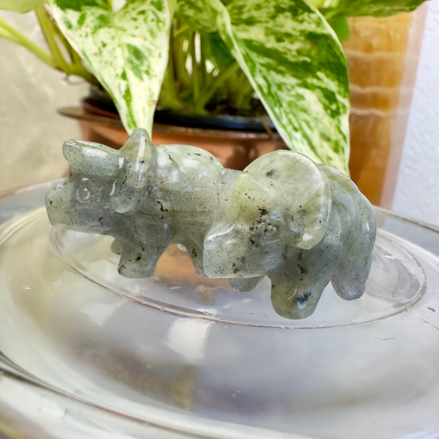 Mini Labradorite Triceratops