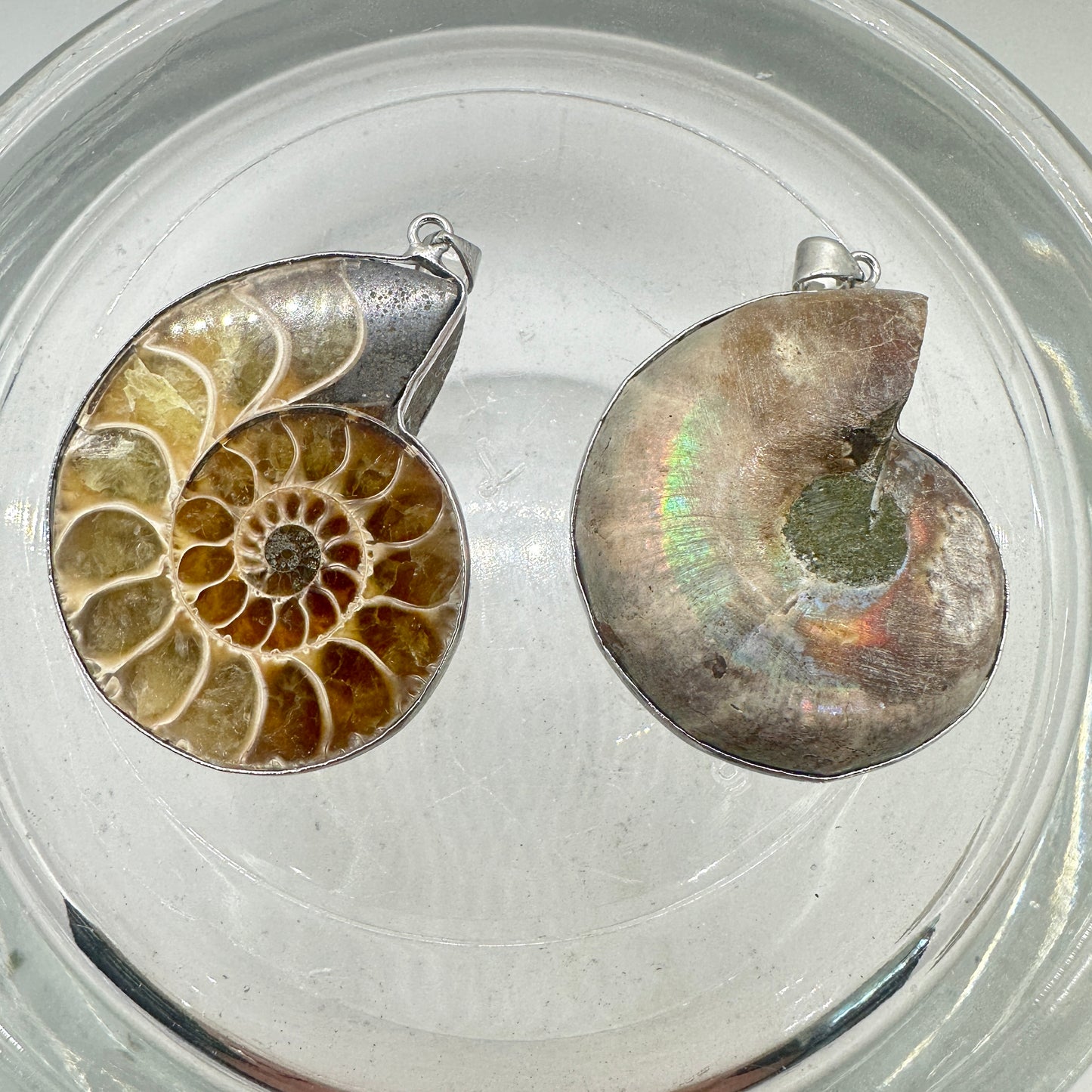 Ammonite Pair Pendants