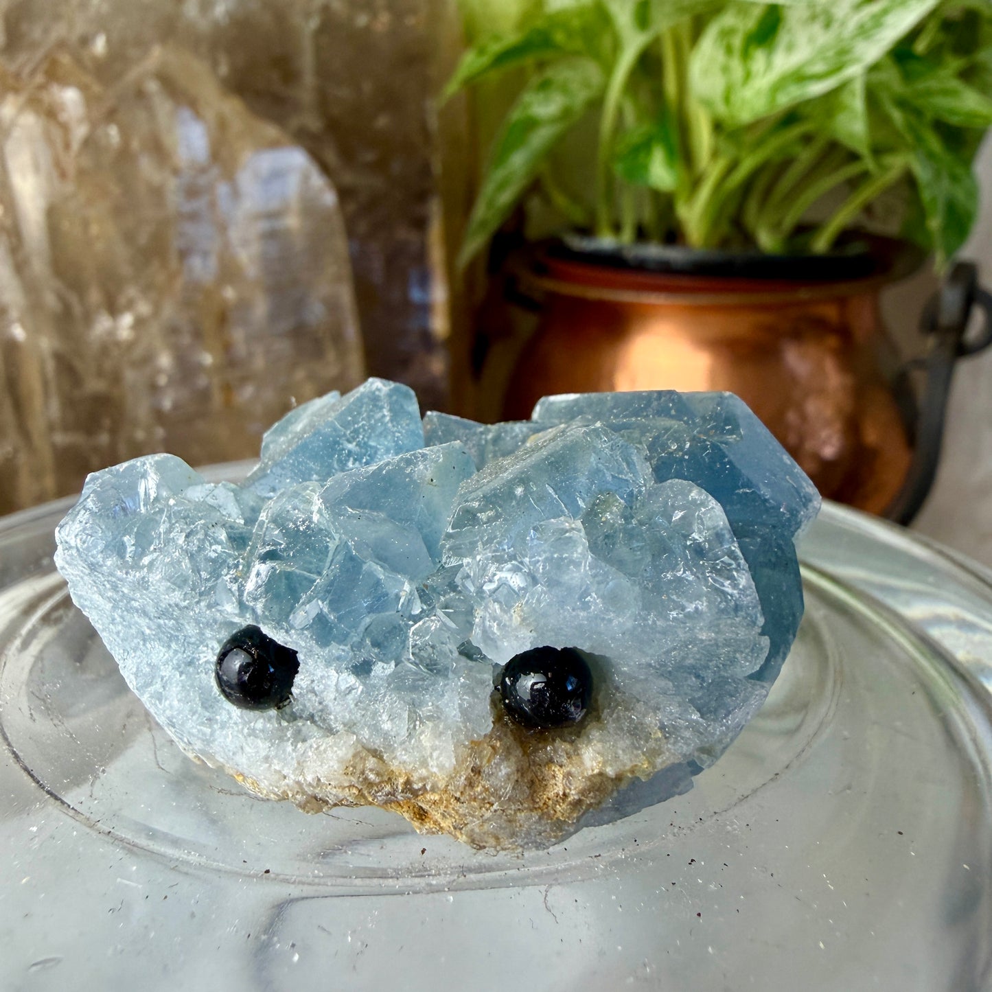 Crystal Critters - Specimen