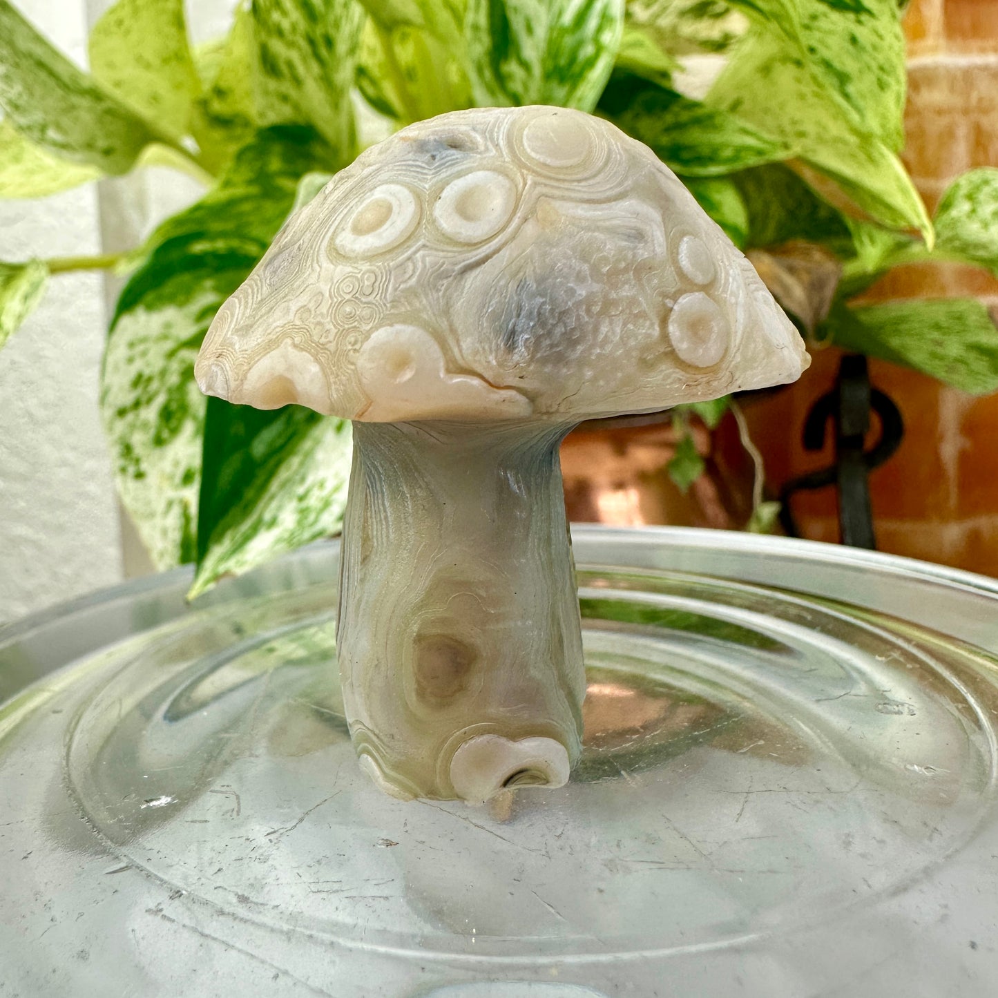 Gobi Agate Forest Mushrooms — Grounding Wisdom in Cream & Sage Tones 🍃🍄