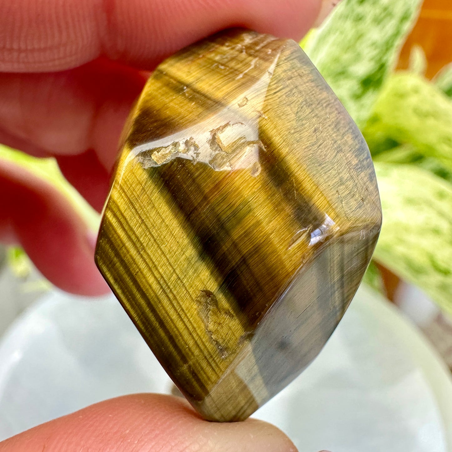 Tigers Eye Gusher