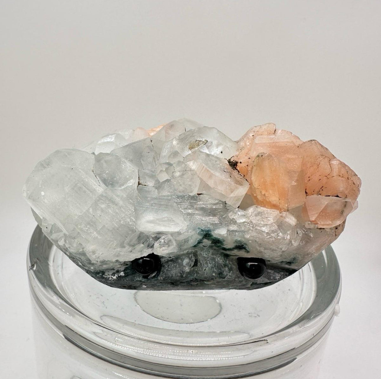 Crystal Critters LARGE