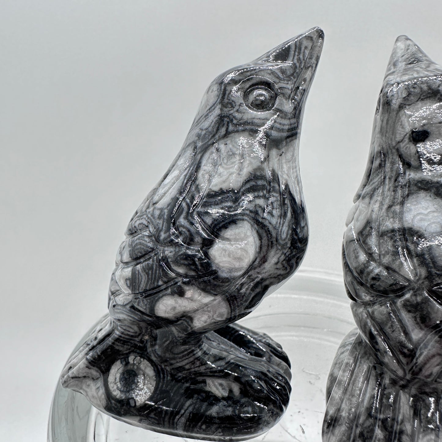 Criniod Fossil Baby Crow