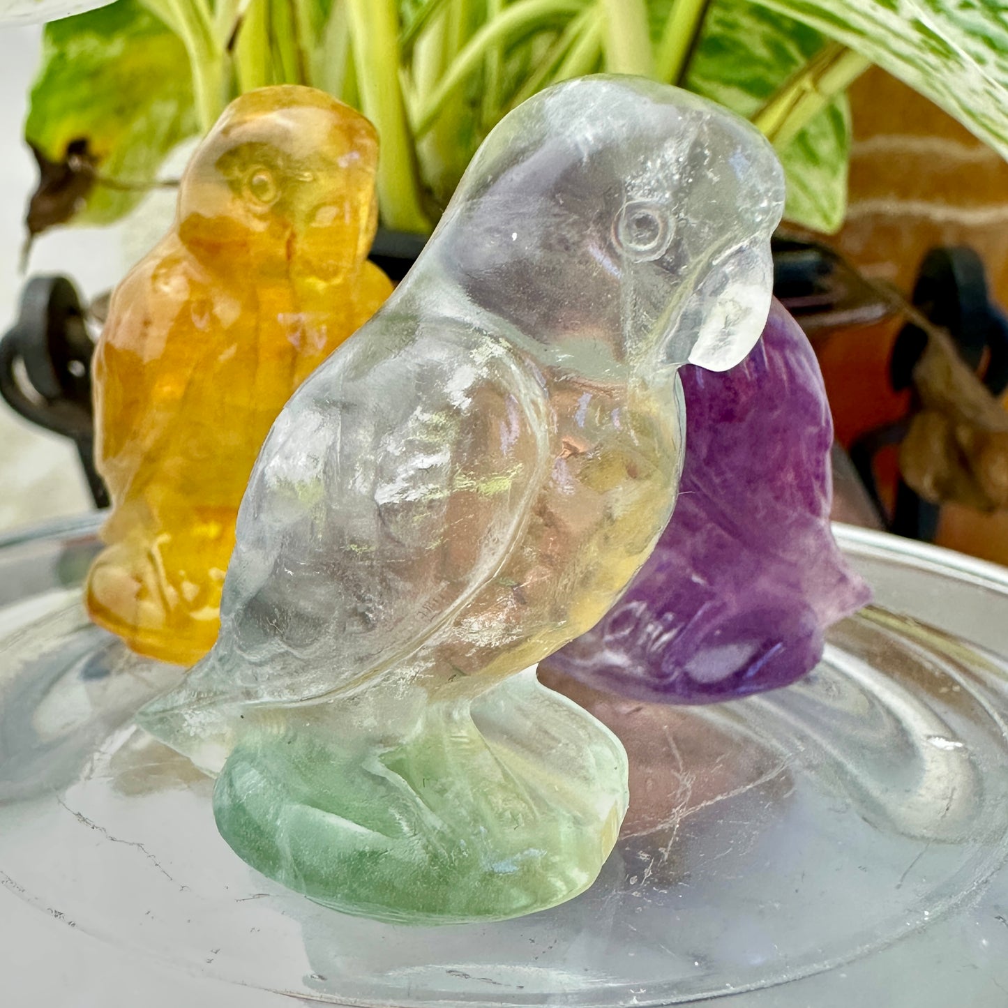 Fluorite Parrots