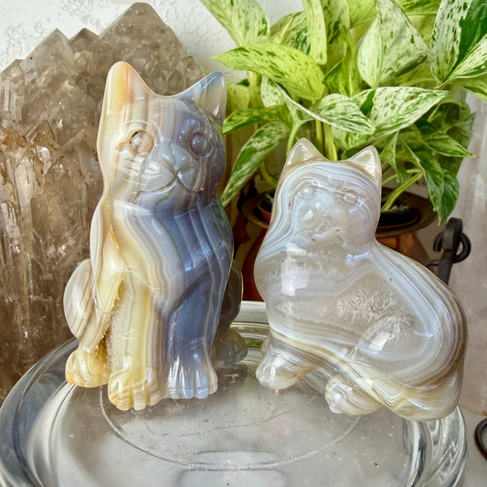 Polished Agate Cats