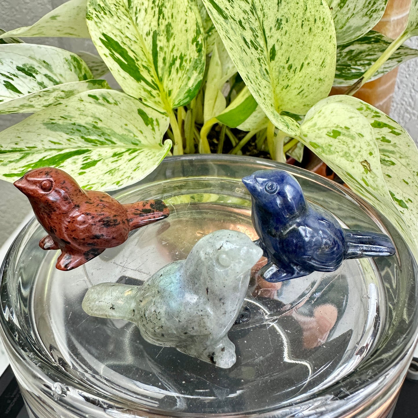 Crystal Sparrow
